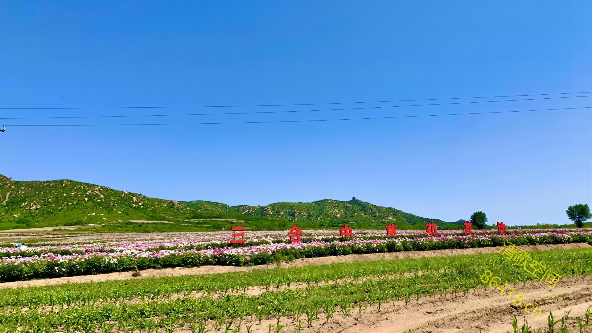 三合中草药基地